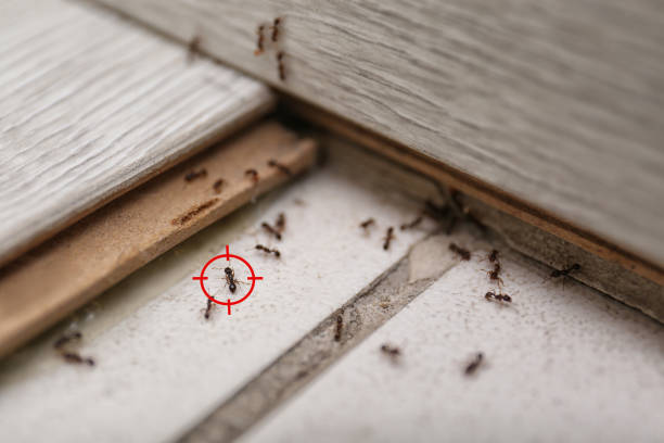 Best Pest Removal Services  in Del City, OK